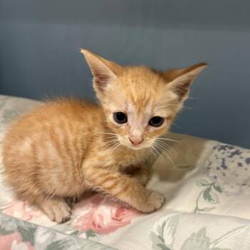 Pumpkin Pie -  Domestic Short Hair Cat for Adoption in Chattanooga, Tennessee - Pumpkin Pie | PetCurious