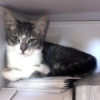Mackerel AKA Celeste -  Domestic Short Hair Cat Available for Adoption - Mackerel AKA Celeste | PetCurious