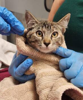 Moon Shoes -  Domestic Short Hair Cat for Adoption in Santa Rosa, California - Moon Shoes | PetCurious