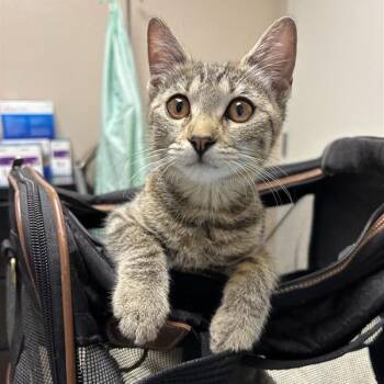 Vivi -  Domestic Short Hair Cat for Adoption in Tempe, Arizona - Vivi | PetCurious