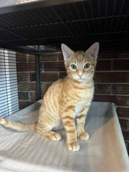 Rescue Domestic Short Hair Cats for Adoption in Statesboro, Georgia - Peanut | PetCurious