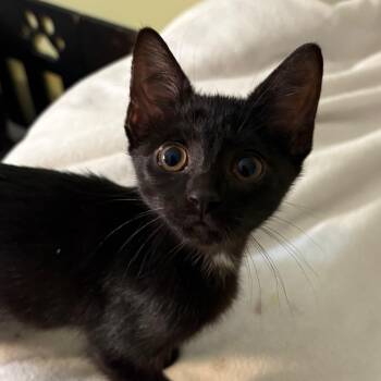 Suzie -  Domestic Short Hair Cat for Adoption in Matteson, Illinois - Suzie | PetCurious