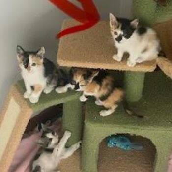 Slinky -  Domestic Short Hair Cat for Adoption in Madison, Wisconsin - Slinky | PetCurious