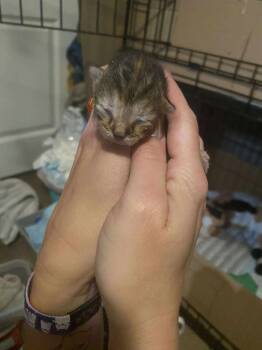 Rescue Domestic Short Hair Cats for Adoption in Emerald Isle, North Carolina - Gingersnap | PetCurious