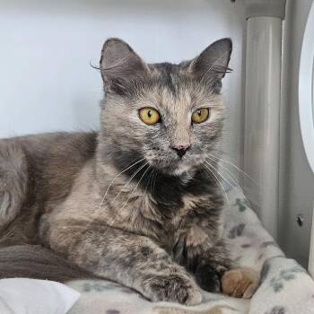 Sneeze -  Domestic Medium Hair Cat for Adoption in Warwick, Rhode Island - Sneeze | PetCurious