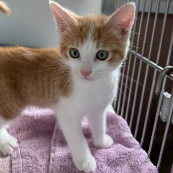 Picard (bonded w/ Riker) -  Domestic Short Hair Cat for Adoption in Oakland, California - Picard (bonded W/ Riker) | PetCurious