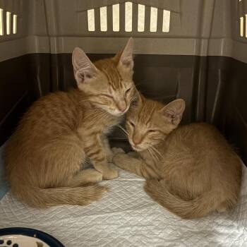 Giddyup 54551 -  Domestic Short Hair Cat for Adoption in Las Vegas, Nevada - Giddyup 54551 | PetCurious