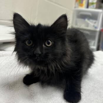 Jollibee -  Domestic Long Hair Cat for Adoption in Murray, Utah - Jollibee | PetCurious