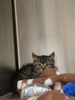 HOOT -  Domestic Short Hair Cat for Adoption in West Valley City, Utah - HOOT | PetCurious