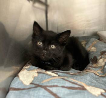 Blackberry -  Domestic Short Hair Cat for Adoption in Pomona, New York - Blackberry | PetCurious