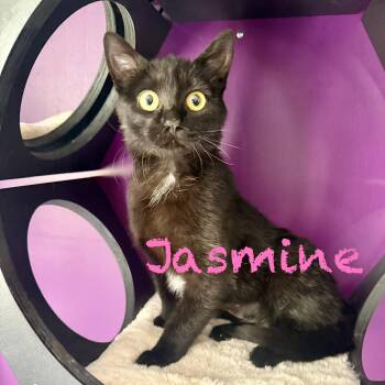 Domestic Short Hair Cats Available for Adoption in Frewsburg, New York - Jasmine | PetCurious