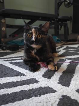 Domestic Short Hair Cats Available for Adoption in Ferndale, Michigan - Tammy | PetCurious