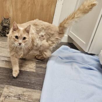 Popeye -  Domestic Long Hair Cat for Adoption in Conway, New Hampshire - Popeye | PetCurious