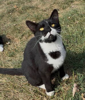 Rescue Domestic Short Hair Cats for Adoption in Sistersville, West Virginia - Peeta | PetCurious