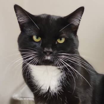 Rescue Domestic Short Hair Cats for Adoption in Sarasota, Florida - Asparagus | PetCurious