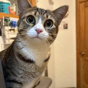 Rescue American Shorthair Cats for Adoption in Goldens Bridge, New York - Frosty *Friendly W/ Cats And Dogs* | PetCurious
