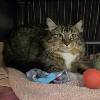 Domestic Medium Hair Cats Available for Adoption in Oakland, California - Dawn | PetCurious