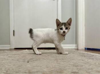 ALEXIS ROSE -  Domestic Short Hair Cat for Adoption in Tallahassee, Florida - ALEXIS ROSE | PetCurious