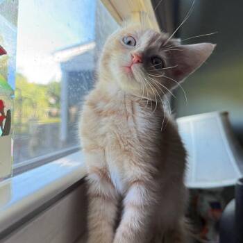 Billie -  Domestic Short Hair Cat for Adoption in Richmond, Virginia - Billie | PetCurious
