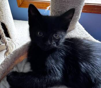 Domestic Short Hair Cats Available for Adoption in Gorham, Maine - Sprout Hopper | PetCurious