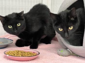 Domestic Short Hair Cats Available for Adoption in Medfield, Massachusetts - Sutton & Sienna | PetCurious