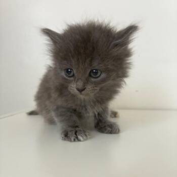 Domestic Long Hair Cats Available for Adoption - Rose In Manchester, MD | PetCurious