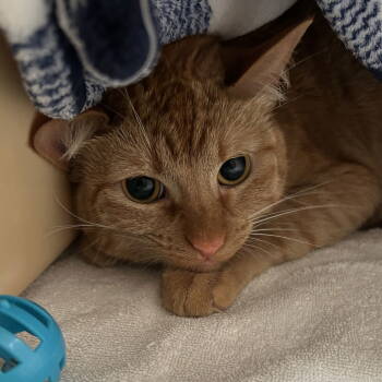 Rescue Domestic Short Hair Cats for Adoption in Dallas, Texas - Ripley | PetCurious