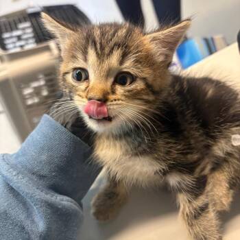 Caylyn -  Domestic Short Hair Cat for Adoption in Huntington, West Virginia - Caylyn | PetCurious