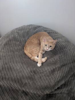 Domestic Short Hair Cats Available for Adoption in Milton, Georgia - Aurelio | PetCurious