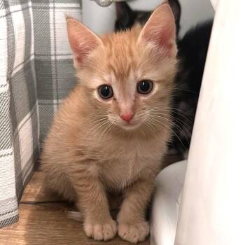 Hermese -  Domestic Short Hair Cat for Adoption in Brownsboro, Alabama - Hermese | PetCurious