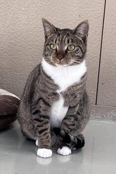 Domestic Short Hair Cats Available for Adoption in Cashiers, North Carolina - O