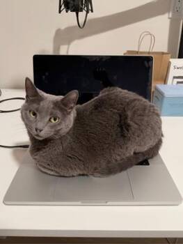 Tess -  Domestic Short Hair Cat for Adoption in San Francisco, California - Tess | PetCurious