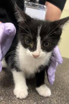 Cookie -  Domestic Short Hair Cat for Adoption in West Chester, Pennsylvania - Cookie | PetCurious