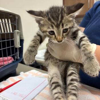Switzerland -  Domestic Short Hair Cat for Adoption in Reno, Nevada - Switzerland | PetCurious