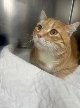 Garfield -  Domestic Short Hair Cat for Adoption in Clarksville, Tennessee - Garfield | PetCurious