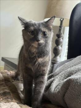 Rescue Domestic Long Hair Cats for Adoption in Hagerstown, Maryland - MANDY | PetCurious