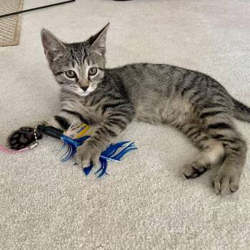 Momento 2.0 -  Domestic Short Hair Cat for Adoption in Richmond, Virginia - Momento 2.0 | PetCurious