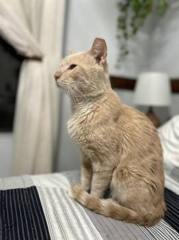 Domestic Short Hair and Tabby Cats Available for Adoption in Chandler, Arizona - Heathcliff Almanza | PetCurious