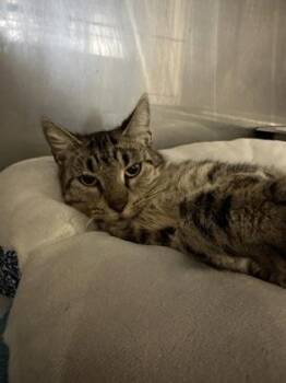 Elizabeth -  Domestic Medium Hair Cat for Adoption in Covington, Louisiana - Elizabeth | PetCurious
