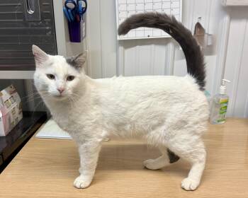 Rescue American Shorthair Cats for Adoption in Big Rapids, Michigan - Mr. Kitters | PetCurious