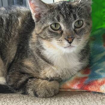Patches -  Domestic Short Hair Cat for Adoption in Owensboro, Kentucky - Patches | PetCurious