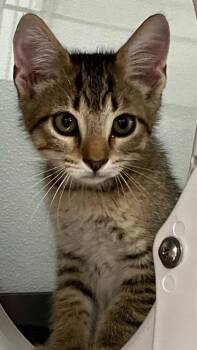 Zeppole -  Domestic Short Hair Cat for Adoption in Venice, Florida - Zeppole | PetCurious