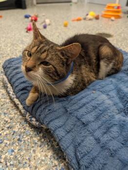 Roach -  Domestic Short Hair Cat for Adoption in Angola, Indiana - Roach | PetCurious
