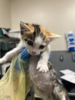 KATIA -  Domestic Medium Hair Cat for Adoption in Las Vegas, Nevada - KATIA | PetCurious