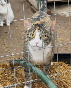 Domestic Short Hair Cats Available for Adoption - Mama Cat | PetCurious