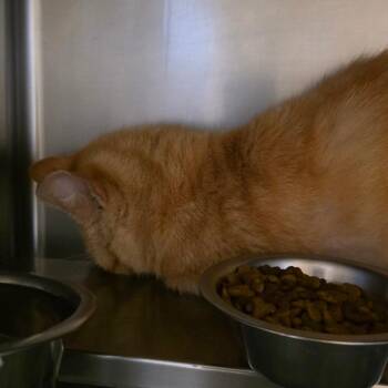 Horatio -  Domestic Short Hair Cat for Adoption in Goshen, Indiana - Horatio | PetCurious
