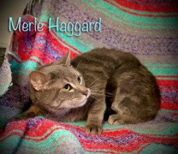 Tabby Cats Available for Adoption in Pleasanton, Texas - Merle Haggard | PetCurious