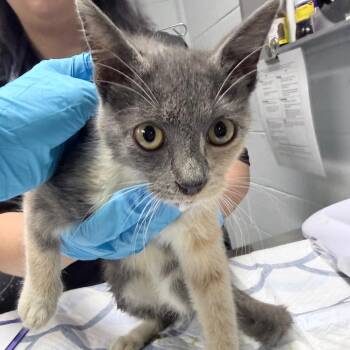 Darla -  Domestic Short Hair Cat for Adoption in Summerville, South Carolina - Darla | PetCurious
