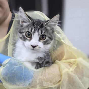 Airfrance -  Domestic Medium Hair Cat for Adoption in Incline Village, Nevada - Airfrance | PetCurious