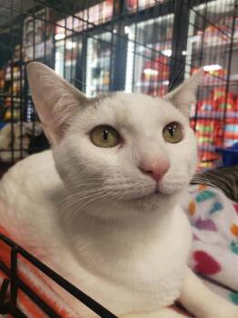 Domestic Short Hair Cats Available for Adoption - Lula | PetCurious